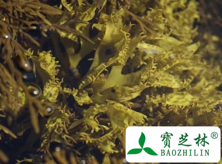鹿角菜的功效与作用及食用方法图片