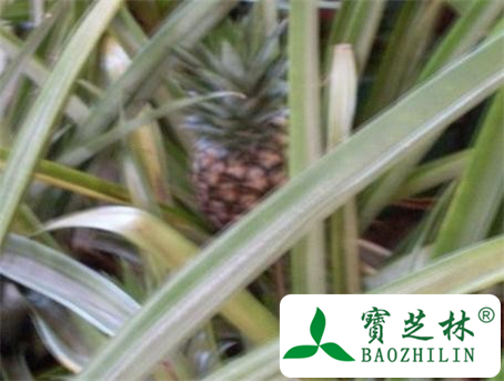 鹿角草的功效与作用及食用方法图片