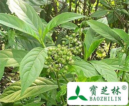 滇鸡骨常山的功效与作用及食用方法图片