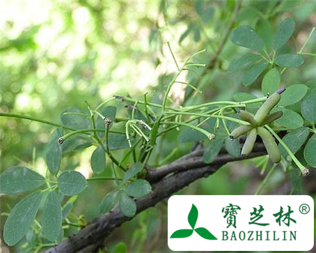 新疆木通的功效与作用及食用方法图片