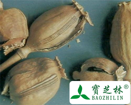 罂粟壳的功效与作用及食用方法图片