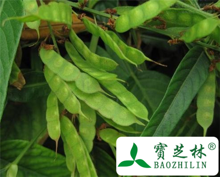 葫芦茶的功效与作用及食用方法图片