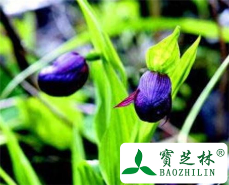 葫芦七的功效与作用及食用方法图片