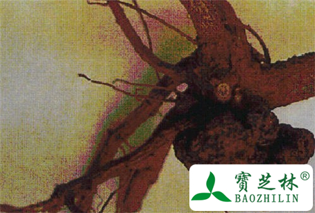 樱桃根的功效与作用及食用方法图片