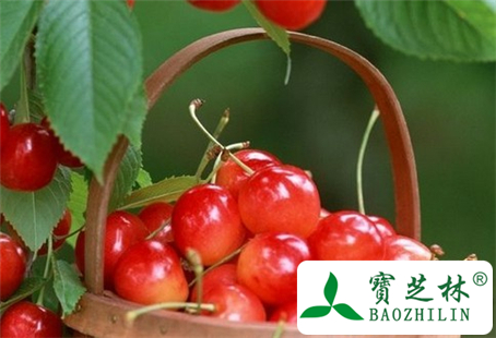 樱桃枝的功效与作用及食用方法图片
