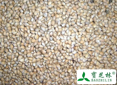 樱桃核的功效与作用及食用方法图片