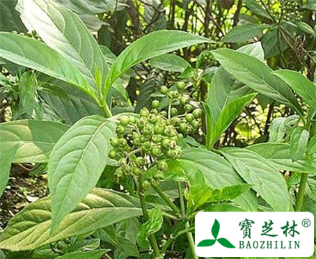 溪黄草的功效与作用及食用方法图片