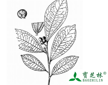 衡州乌药的功效与作用及食用方法图片