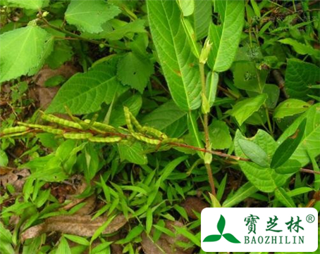 葫芦茶根的功效与作用及食用方法图片