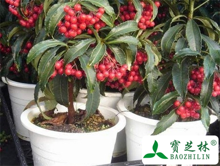 矮茎朱砂根的功效与作用及食用方法图片