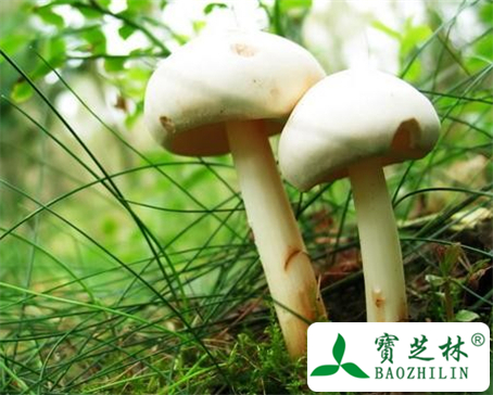 蘑菇的功效与作用及食用方法图片