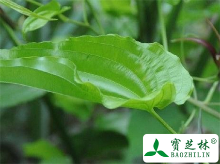 蔓生百部的功效与作用及食用方法图片