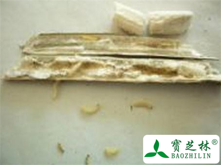 青蒿囊虫的功效与作用及食用方法图片