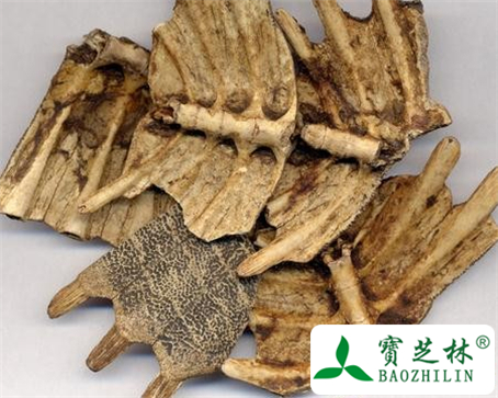 鳖甲的功效与作用及食用方法图片