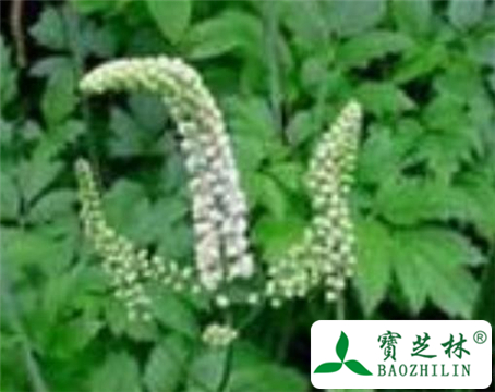 黑升麻的功效与作用及食用方法图片