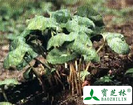 黑细辛的功效与作用及食用方法图片