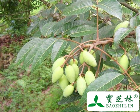 青檀香的功效与作用及食用方法图片