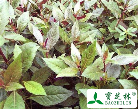 紫背天葵草根的功效与作用及食用方法图片