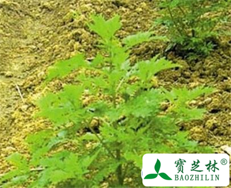 青蒿子的功效与作用及食用方法图片