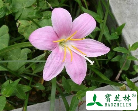 赛番红花的功效与作用及食用方法图片