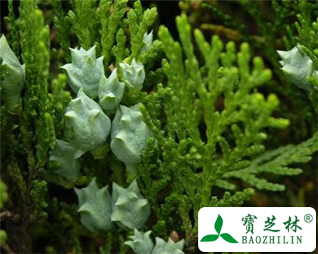 侧柏叶的功效与作用及食用方法图片