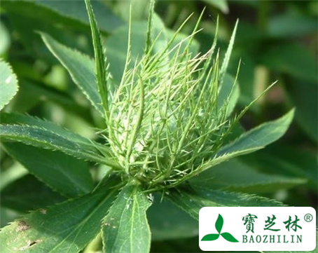 关苍术的功效与作用及食用方法图片