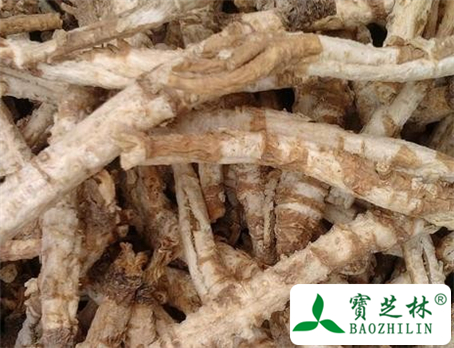 北沙参的功效与作用及食用方法图片