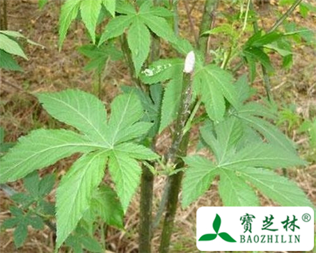 覆盆子叶的功效与作用及食用方法图片