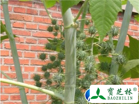 蓖麻油的功效与作用及食用方法图片