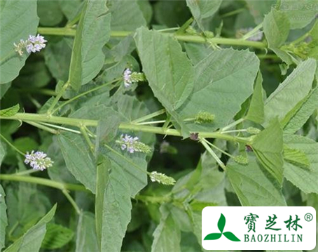 补骨脂的功效与作用及食用方法图片