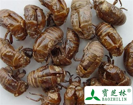 蝉蜕的功效与作用及食用方法图片