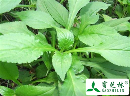 败酱草的功效与作用及食用方法图片