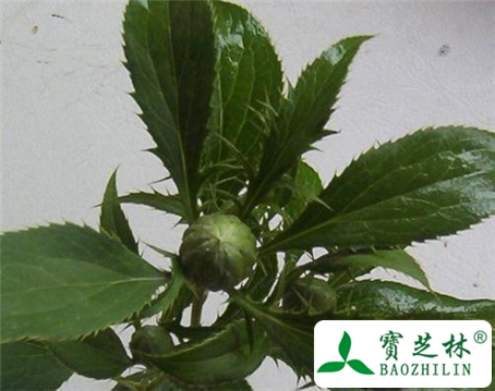 茅苍术的功效与作用及食用方法图片