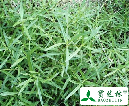 白花蛇舌草的功效与作用及食用方法图片