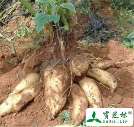 雪莲果的功效与作用及禁忌