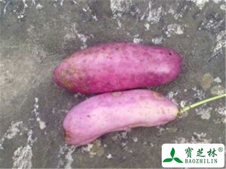 红薯的功效与作用及禁忌