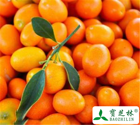 金桔的功效与作用及禁忌