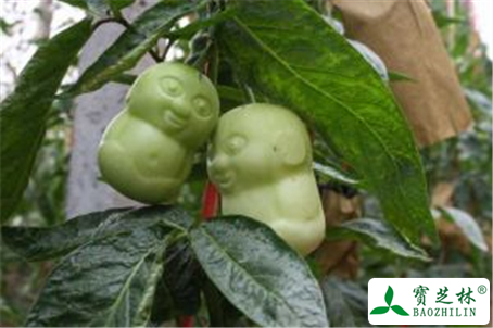 人参果的功效与作用及禁忌