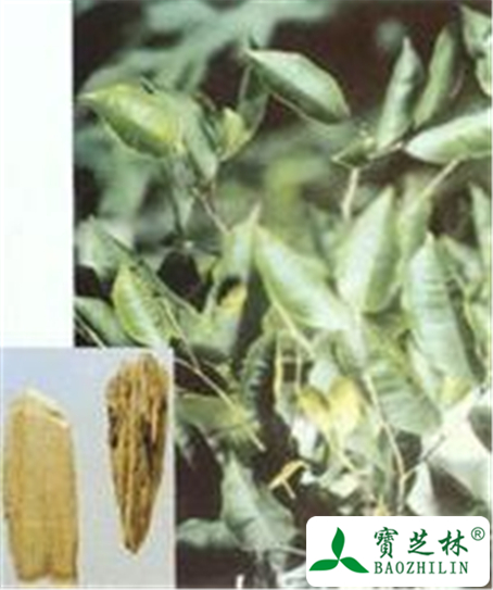沉香的功效与作用及禁忌
