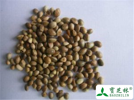 火麻仁的功效与作用及禁忌