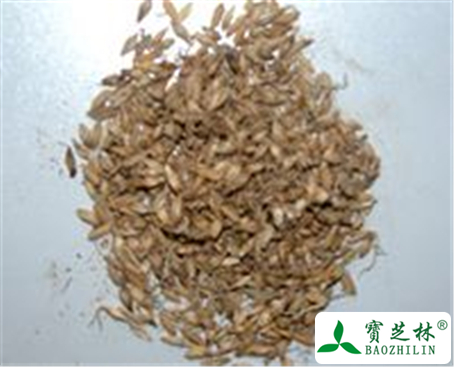 谷芽的功效与作用及禁忌