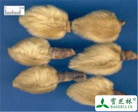 辛夷的功效与作用及禁忌