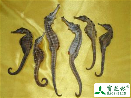 海马的功效与作用及禁忌