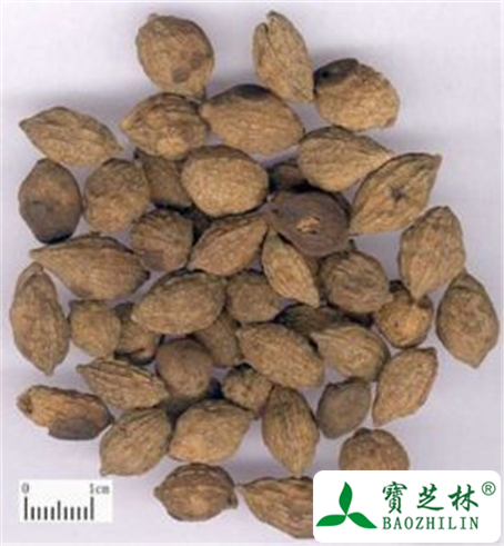 益智仁的功效与作用及禁忌