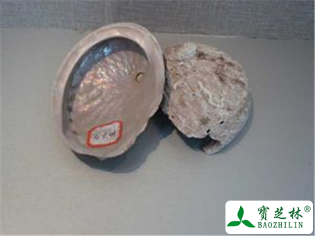 石决明的功效与作用及禁忌