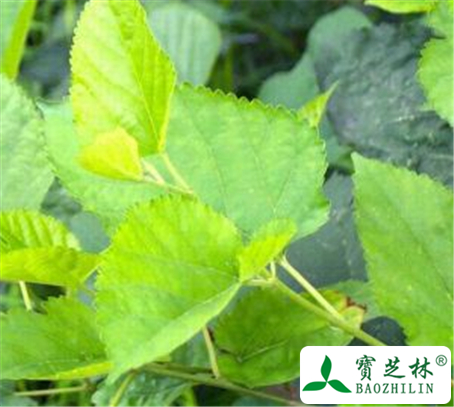 桑枝的功效与作用及禁忌