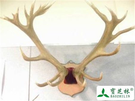 鹿角的功效与作用及禁忌