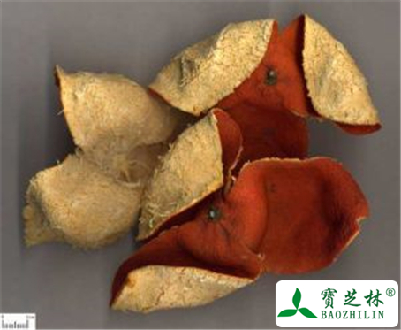 橘皮的功效与作用及禁忌