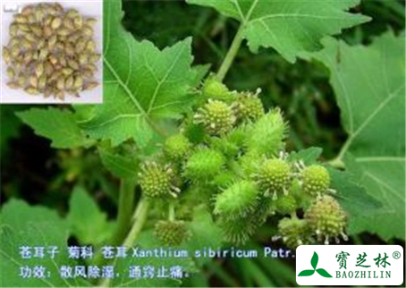 苍耳子的功效与作用及禁忌