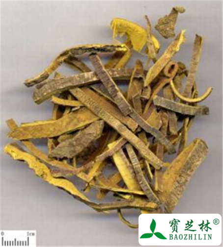 黄柏的功效与作用及禁忌